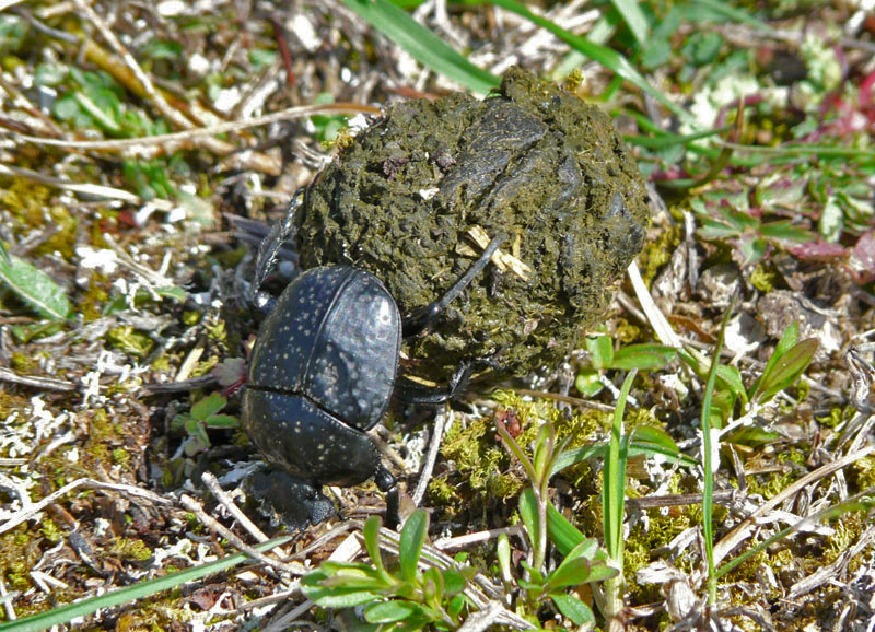 Scarabaeus variolosus